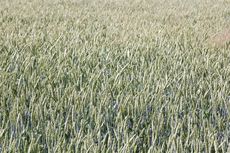 Roggenfeld1.jpg
